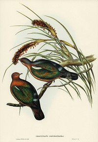 Little Green Pigeon (Chalcophaps chrysochlora) illustrated by <a href="https://www.rawpixel.com/search/Elizabeth%20Gould?&amp;page=1">Elizabeth Gould</a> (1804&ndash;1841) for <a href="https://www.rawpixel.com/search/John%20Gould?">John Gould</a>&rsquo;s (1804-1881) Birds of Australia (1972 Edition, 8 volumes). Digitally enhanced from our own facsimile book (1972 Edition, 8 volumes).