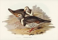 Wonga-wonga Pigeon (Leucosarcia picata) illustrated by <a href="https://www.rawpixel.com/search/Elizabeth%20Gould?&amp;page=1">Elizabeth Gould</a> (1804&ndash;1841) for <a href="https://www.rawpixel.com/search/John%20Gould?">John Gould</a>&rsquo;s (1804-1881) Birds of Australia (1972 Edition, 8 volumes). Digitally enhanced from our own facsimile book (1972 Edition, 8 volumes).