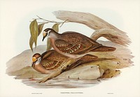 Bronze-winged Pigeon (Peristera chalcoptera) illustrated by <a href="https://www.rawpixel.com/search/Elizabeth%20Gould?&amp;page=1">Elizabeth Gould</a> (1804&ndash;1841) for <a href="https://www.rawpixel.com/search/John%20Gould?">John Gould</a>&rsquo;s (1804-1881) Birds of Australia (1972 Edition, 8 volumes). Digitally enhanced from our own facsimile book (1972 Edition, 8 volumes).