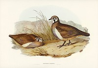 Partridge Bronze-wing (Geophaps scripta) illustrated by <a href="https://www.rawpixel.com/search/Elizabeth%20Gould?&amp;page=1">Elizabeth Gould</a> (1804&ndash;1841) for <a href="https://www.rawpixel.com/search/John%20Gould?">John Gould</a>&rsquo;s (1804-1881) Birds of Australia (1972 Edition, 8 volumes). Digitally enhanced from our own facsimile book (1972 Edition, 8 volumes).