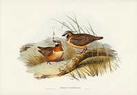 Plumed Partridge Bronze-wing (Geophaps plumifera) illustrated by <a href="https://www.rawpixel.com/search/Elizabeth%20Gould?&amp;page=1">Elizabeth Gould</a> (1804&ndash;1841) for <a href="https://www.rawpixel.com/search/John%20Gould?">John Gould</a>&rsquo;s (1804-1881) Birds of Australia (1972 Edition, 8 volumes). Digitally enhanced from our own facsimile book (1972 Edition, 8 volumes).