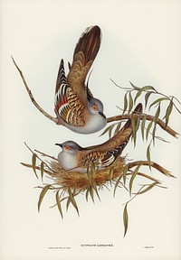 Crested Pigeon (Ocyphaps Lophotes) illustrated by <a href="https://www.rawpixel.com/search/Elizabeth%20Gould?&amp;page=1">Elizabeth Gould</a> (1804&ndash;1841) for <a href="https://www.rawpixel.com/search/John%20Gould?">John Gould</a>&rsquo;s (1804-1881) Birds of Australia (1972 Edition, 8 volumes). Digitally enhanced from our own facsimile book (1972 Edition, 8 volumes).