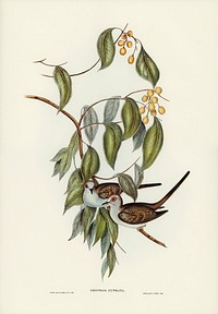 Greaceful Ground Dove (Geopelia cuneata) illustrated by <a href="https://www.rawpixel.com/search/Elizabeth%20Gould?">Elizabeth Gould</a> (1804&ndash;1841) for <a href="https://www.rawpixel.com/search/John%20Gould?">John Gould</a>&rsquo;s (1804-1881) Birds of Australia (1972 Edition, 8 volumes). Digitally enhanced from our own facsimile book (1972 Edition, 8 volumes).