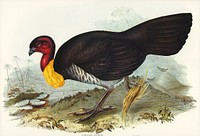 Brush turkey (Talegalla Lathamii) illustrated by <a href="https://www.rawpixel.com/search/Elizabeth%20Gould?">Elizabeth Gould</a> (1804&ndash;1841) for <a href="https://www.rawpixel.com/search/John%20Gould?">John Gould</a>&rsquo;s (1804-1881) Birds of Australia (1972 Edition, 8 volumes). Digitally enhanced from our own facsimile book (1972 Edition, 8 volumes).