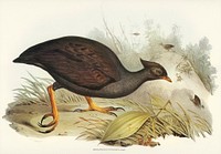 Mound-raising Megapode (Megapodius Tumulus) illustrated by Elizabeth Gould (1804–1841) for John Gould’s (1804-1881) Birds of Australia (1972 Edition, 8 volumes). Digitally enhanced from our own facsimile book (1972 Edition, 8 volumes).