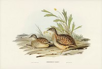 Varied Hemipode (Hemipodius Varius) illustrated by <a href="https://www.rawpixel.com/search/Elizabeth%20Gould?">Elizabeth Gould</a> (1804&ndash;1841) for <a href="https://www.rawpixel.com/search/John%20Gould?">John Gould</a>&rsquo;s (1804-1881) Birds of Australia (1972 Edition, 8 volumes). Digitally enhanced from our own facsimile book (1972 Edition, 8 volumes).