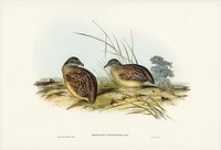 Chestnut-backed Hemipode (Hemipodius castanotus) illustrated by <a href="https://www.rawpixel.com/search/Elizabeth%20Gould?">Elizabeth Gould</a> (1804&ndash;1841) for <a href="https://www.rawpixel.com/search/John%20Gould?">John Gould</a>&rsquo;s (1804-1881) Birds of Australia (1972 Edition, 8 volumes). Digitally enhanced from our own facsimile book (1972 Edition, 8 volumes).