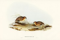 Swift-flying Hemipode (Hemipodius velox) illustrated by <a href="https://www.rawpixel.com/search/Elizabeth%20Gould?">Elizabeth Gould</a> (1804&ndash;1841) for <a href="https://www.rawpixel.com/search/John%20Gould?">John Gould</a>&rsquo;s (1804-1881) Birds of Australia (1972 Edition, 8 volumes). Digitally enhanced from our own facsimile book (1972 Edition, 8 volumes).