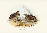 Pectoral Quail (Coturnix pectoralis) illustrated by <a href="https://www.rawpixel.com/search/Elizabeth%20Gould?">Elizabeth Gould</a> (1804&ndash;1841) for <a href="https://www.rawpixel.com/search/John%20Gould?">John Gould</a>&rsquo;s (1804-1881) Birds of Australia (1972 Edition, 8 volumes). Digitally enhanced from our own facsimile book (1972 Edition, 8 volumes).