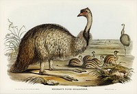 The Emu (Dromaius Novae-Hollandiae) illustrated by Elizabeth Gould (1804&ndash;1841) for John Gould&rsquo;s (1804-1881) Birds of Australia (1972 Edition, 8 volumes). Digitally enhanced from our own facsimile book (1972 Edition, 8 volumes).