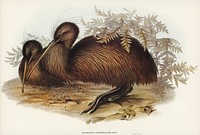 Kiwi (Apteryx Australis) illustrated by <a href="https://www.rawpixel.com/search/Elizabeth%20Gould?">Elizabeth Gould</a> (1804&ndash;1841) for <a href="https://www.rawpixel.com/search/John%20Gould?">John Gould</a>&rsquo;s (1804-1881) Birds of Australia (1972 Edition, 8 volumes). Digitally enhanced from our own facsimile book (1972 Edition, 8 volumes).