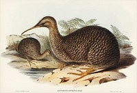Little spotted kiwi or Little gray kiwi (Apteryx Owenii) illustrated by <a href="https://www.rawpixel.com/search/Elizabeth%20Gould?">Elizabeth Gould</a> (1804&ndash;1841) for <a href="https://www.rawpixel.com/search/John%20Gould?">John Gould</a>&rsquo;s (1804-1881) Birds of Australia (1972 Edition, 8 volumes). Digitally enhanced from our own facsimile book (1972 Edition, 8 volumes).