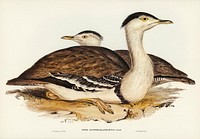 Australian Bustard (Otis Australasianus) illustrated by Elizabeth Gould (1804–1841) for John Gould’s (1804-1881) Birds of Australia (1972 Edition, 8 volumes). Digitally enhanced from our own facsimile book (1972 Edition, 8 volumes).