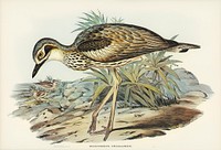 Southern Stone-Plover (Edicnemus grallarius) illustrated by <a href="https://www.rawpixel.com/search/Elizabeth%20Gould?">Elizabeth Gould</a> (1804&ndash;1841) for <a href="https://www.rawpixel.com/search/John%20Gould?">John Gould</a>&rsquo;s (1804-1881) Birds of Australia (1972 Edition, 8 volumes). Digitally enhanced from our own facsimile book (1972 Edition, 8 volumes).