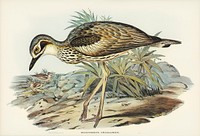 Southern Stone-Plover (Edicnemus grallarius) illustrated by Elizabeth Gould (1804–1841) for John Gould’s (1804-1881) Birds of Australia (1972 Edition, 8 volumes). Digitally enhanced from our own facsimile book (1972 Edition, 8 volumes).