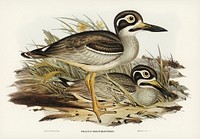 Large-billed Plover (Esacus magnirostris) illustrated by <a href="https://www.rawpixel.com/search/Elizabeth%20Gould?">Elizabeth Gould</a> (1804&ndash;1841) for <a href="https://www.rawpixel.com/search/John%20Gould?">John Gould</a>&rsquo;s (1804-1881) Birds of Australia (1972 Edition, 8 volumes). Digitally enhanced from our own facsimile book (1972 Edition, 8 volumes).