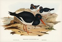 White-breasted Oyster-Catcher (Haematopus longirostris) illustrated by <a href="https://www.rawpixel.com/search/Elizabeth%20Gould?">Elizabeth Gould</a> (1804&ndash;1841) for <a href="https://www.rawpixel.com/search/John%20Gould?">John Gould</a>&rsquo;s (1804-1881) Birds of Australia (1972 Edition, 8 volumes). Digitally enhanced from our own facsimile book (1972 Edition, 8 volumes).