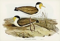 Wattle Pewit (Lobivanellus lobatus) illustrated by illustrated by <a href="https://www.rawpixel.com/search/Elizabeth%20Gould?">Elizabeth Gould</a> (1804&ndash;1841) for <a href="https://www.rawpixel.com/search/John%20Gould?">John Gould</a>&rsquo;s (1804-1881) Birds of Australia (1972 Edition, 8 volumes). Digitally enhanced from our own facsimile book (1972 Edition, 8 volumes).