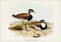 Black-breasted Pewit (Sarciophorus pectoralis) illustrated by <a href="https://www.rawpixel.com/search/Elizabeth%20Gould?">Elizabeth Gould</a> (1804&ndash;1841) for <a href="https://www.rawpixel.com/search/John%20Gould?">John Gould</a>&rsquo;s (1804-1881) Birds of Australia (1972 Edition, 8 volumes). Digitally enhanced from our own facsimile book (1972 Edition, 8 volumes).