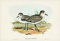 Grey Plover (Squatarola Helvetica) illustrated by <a href="https://www.rawpixel.com/search/Elizabeth%20Gould?">Elizabeth Gould </a>(1804&ndash;1841) for <a href="https://www.rawpixel.com/search/John%20Gould?">John Gould</a>&rsquo;s (1804-1881) Birds of Australia (1972 Edition, 8 volumes). Digitally enhanced from our own facsimile book (1972 Edition, 8 volumes).