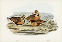 Australian Dottrel (Eudromias Australis) illustrated by <a href="https://www.rawpixel.com/search/Elizabeth%20Gould?">Elizabeth Gould</a> (1804&ndash;1841) for <a href="https://www.rawpixel.com/search/John%20Gould?">John Gould</a>&rsquo;s (1804-1881) Birds of Australia (1972 Edition, 8 volumes). Digitally enhanced from our own facsimile book (1972 Edition, 8 volumes).
