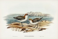 Red-capped Dottrel (Hiaticula ruficapilla) illustrated by<a href="https://www.rawpixel.com/search/Elizabeth%20Gould?"> Elizabeth Gould</a> (1804&ndash;1841) for <a href="https://www.rawpixel.com/search/John%20Gould?">John Gould</a>&rsquo;s (1804-1881) Birds of Australia (1972 Edition, 8 volumes). Digitally enhanced from our own facsimile book (1972 Edition, 8 volumes).