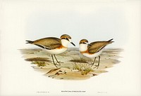 Allied Dottrel (Hiaticula inornata) illustrated by <a href="https://www.rawpixel.com/search/Elizabeth%20Gould?">Elizabeth Gould </a>(1804&ndash;1841) for <a href="https://www.rawpixel.com/search/John%20Gould?">John Gould</a>&rsquo;s (1804-1881) Birds of Australia (1972 Edition, 8 volumes). Digitally enhanced from our own facsimile book (1972 Edition, 8 volumes).
