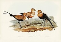 Australian Pratincole (Glareola grallaria) illustrated by<a href="https://www.rawpixel.com/search/Elizabeth%20Gould?"> Elizabeth Gould</a> (1804&ndash;1841) for <a href="https://www.rawpixel.com/search/John%20Gould?">John Gould</a>&rsquo;s (1804-1881) Birds of Australia (1972 Edition, 8 volumes). Digitally enhanced from our own facsimile book (1972 Edition, 8 volumes).