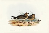 Oriental Pratincole (Glareola Orientalis) illustrated by <a href="https://www.rawpixel.com/search/Elizabeth%20Gould?">Elizabeth Gould</a> (1804&ndash;1841) for <a href="https://www.rawpixel.com/search/John%20Gould?">John Gould</a>&rsquo;s (1804-1881) Birds of Australia (1972 Edition, 8 volumes). Digitally enhanced from our own facsimile book (1972 Edition, 8 volumes).