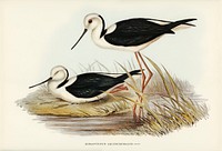 White-headed Stilt (Himantopus leucocephalus) illustrated by <a href="https://www.rawpixel.com/search/Elizabeth%20Gould?">Elizabeth Gould </a>(1804&ndash;1841) for <a href="https://www.rawpixel.com/search/John%20Gould?">John Gould</a>&rsquo;s (1804-1881) Birds of Australia (1972 Edition, 8 volumes). Digitally enhanced from our own facsimile book (1972 Edition, 8 volumes).