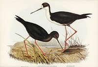 New Zealand Stilt (Himantopus Novae-Zelandiae) illustrated by <a href="https://www.rawpixel.com/search/Elizabeth%20Gould?">Elizabeth Gould</a> (1804&ndash;1841) for <a href="https://www.rawpixel.com/search/John%20Gould?">John Gould</a>&rsquo;s (1804-1881) Birds of Australia (1972 Edition, 8 volumes). Digitally enhanced from our own facsimile book (1972 Edition, 8 volumes).