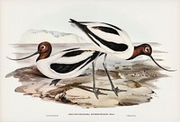 Red-necked Avocet (Recurvirostris rubricollis) illustrated by <a href="https://www.rawpixel.com/search/Elizabeth%20Gould?">Elizabeth Gould</a> (1804&ndash;1841) for <a href="https://www.rawpixel.com/search/John%20Gould?">John Gould</a>&rsquo;s (1804-1881) Birds of Australia (1972 Edition, 8 volumes). Digitally enhanced from our own facsimile book (1972 Edition, 8 volumes).