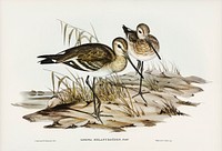 Black-tailed Godwit (Limosa Melanuroides) illustrated by<a href="https://www.rawpixel.com/search/Elizabeth%20Gould?"> Elizabeth Gould</a> (1804&ndash;1841) for <a href="https://www.rawpixel.com/search/John%20Gould?">John Gould</a>&rsquo;s (1804-1881) Birds of Australia (1972 Edition, 8 volumes). Digitally enhanced from our own facsimile book (1972 Edition, 8 volumes).
