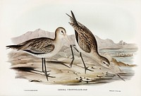 Barred-rumped Godwit (Limosa uropygialis) illustrated by Elizabeth Gould (1804–1841) for John Gould’s (1804-1881) Birds of Australia (1972 Edition, 8 volumes). Digitally enhanced from our own facsimile book (1972 Edition, 8 volumes).