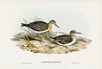 Australian Tringa (Schoeniclus Australis) illustrated by<a href="https://www.rawpixel.com/search/Elizabeth%20Gould?"> Elizabeth Gould</a> (1804&ndash;1841) for <a href="https://www.rawpixel.com/search/John%20Gould?">John Gould</a>&rsquo;s (1804-1881) Birds of Australia (1972 Edition, 8 volumes). Digitally enhanced from our own facsimile book (1972 Edition, 8 volumes).