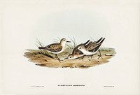 Little Sandpiper (Schoeniclus Aalbescens) illustrated by <a href="https://www.rawpixel.com/search/Elizabeth%20Gould?&amp;page=1">Elizabeth Gould</a> (1804&ndash;1841) for <a href="https://www.rawpixel.com/search/John%20Gould?">John Gould</a>&rsquo;s (1804-1881) Birds of Australia (1972 Edition, 8 volumes). Digitally enhanced from our own facsimile book (1972 Edition, 8 volumes).