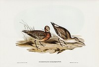 Curlew Sandpiper (Schoeniclus subarquatus) illustrated by Elizabeth Gould (1804–1841) for John Gould’s (1804-1881) Birds of Australia (1972 Edition, 8 volumes). Digitally enhanced from our own facsimile book (1972 Edition, 8 volumes).