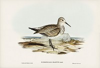 Great Sandpiper (Schoeniclus magnus) illustrated by Elizabeth Gould (1804&ndash;1841) for John Gould&rsquo;s (1804-1881) Birds of Australia (1972 Edition, 8 volumes). Digitally enhanced from our own facsimile book (1972 Edition, 8 volumes).