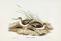 Terek Godwit (Terekia cinerea) illustrated by <a href="https://www.rawpixel.com/search/Elizabeth%20Gould?">Elizabeth Gould</a> (1804&ndash;1841) for <a href="https://www.rawpixel.com/search/John%20Gould?">John Gould&rsquo;</a>s (1804-1881) Birds of Australia (1972 Edition, 8 volumes). Digitally enhanced from our own facsimile book (1972 Edition, 8 volumes).