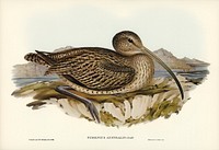 Australian Curlew (Numenius Australis) illustrated by<a href="https://www.rawpixel.com/search/Elizabeth%20Gould?"> Elizabeth Gould</a> (1804&ndash;1841) for<a href="https://www.rawpixel.com/search/John%20Gould?"> John Gould&rsquo;</a>s (1804-1881) Birds of Australia (1972 Edition, 8 volumes). Digitally enhanced from our own facsimile book (1972 Edition, 8 volumes).