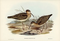 Little Whimbrel (Numenius minutus) illustrated by <a href="https://www.rawpixel.com/search/Elizabeth%20Gould?">Elizabeth Gould </a>(1804&ndash;1841) for <a href="https://www.rawpixel.com/search/John%20Gould?">John Gould</a>&rsquo;s (1804-1881) Birds of Australia (1972 Edition, 8 volumes). Digitally enhanced from our own facsimile book (1972 Edition, 8 volumes).