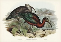 Glossy Ibis (Falcinellus igneus) illustrated by <a href="https://www.rawpixel.com/search/Elizabeth%20Gould?">Elizabeth Gould </a>(1804&ndash;1841) for <a href="https://www.rawpixel.com/search/John%20Gould?">John Gould</a>&rsquo;s (1804-1881) Birds of Australia (1972 Edition, 8 volumes). Digitally enhanced from our own facsimile book (1972 Edition, 8 volumes).