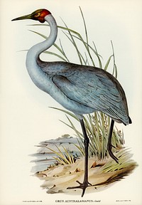 Australian Crane (Grus Australasianus) illustrated by <a href="https://www.rawpixel.com/search/Elizabeth%20Gould?">Elizabeth Gould </a>(1804&ndash;1841) for <a href="https://www.rawpixel.com/search/John%20Gould?">John Gould</a>&rsquo;s (1804-1881) Birds of Australia (1972 Edition, 8 volumes). Digitally enhanced from our own facsimile book (1972 Edition, 8 volumes).
