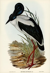 Australian Mycteria (Mycteria Australis) illustrated by<a href="https://www.rawpixel.com/search/Elizabeth%20Gould?"> Elizabeth Gould</a> (1804&ndash;1841) for <a href="https://www.rawpixel.com/search/John%20Gould?">John Gould</a>&rsquo;s (1804-1881) Birds of Australia (1972 Edition, 8 volumes). Digitally enhanced from our own facsimile book (1972 Edition, 8 volumes).