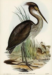 Great-billed Heron (Ardea rectirostris) illustrated by Elizabeth Gould (1804&ndash;1841) for John Gould&rsquo;s (1804-1881) Birds of Australia (1972 Edition, 8 volumes). Digitally enhanced from our own facsimile book (1972 Edition, 8 volumes).