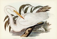 Australian Egret (Hrodias syrmatophorus) illustrated by<a href="https://www.rawpixel.com/search/Elizabeth%20Gould?"> Elizabeth Gould</a> (1804&ndash;1841) for <a href="https://www.rawpixel.com/search/John%20Gould?">John Gould</a>&rsquo;s (1804-1881) Birds of Australia (1972 Edition, 8 volumes). Digitally enhanced from our own facsimile book (1972 Edition, 8 volumes).