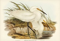 Spotless Egret (Herodias immaculata) illustrated by <a href="https://www.rawpixel.com/search/Elizabeth%20Gould?">Elizabeth Gould</a> (1804&ndash;1841) for <a href="https://www.rawpixel.com/search/John%20Gould?">John Gould</a>&rsquo;s (1804-1881) Birds of Australia (1972 Edition, 8 volumes). Digitally enhanced from our own facsimile book (1972 Edition, 8 volumes).