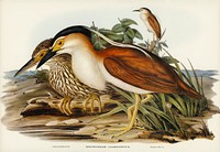 Nankeen Night Heron (Nycticorax Caledonicus) illustrated by <a href="https://www.rawpixel.com/search/Elizabeth%20Gould?">Elizabeth Gould</a> (1804&ndash;1841) for <a href="https://www.rawpixel.com/search/John%20Gould?">John Gould</a>&rsquo;s (1804-1881) Birds of Australia (1972 Edition, 8 volumes). Digitally enhanced from our own facsimile book (1972 Edition, 8 volumes).