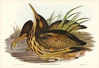 Australian Bittern (Botaurus Australis) illustrated by <a href="https://www.rawpixel.com/search/Elizabeth%20Gould?&amp;page=1">Elizabeth Gould</a> (1804&ndash;1841) for <a href="https://www.rawpixel.com/search/John%20Gould?">John Gould</a>&rsquo;s (1804-1881) Birds of Australia (1972 Edition, 8 volumes). Digitally enhanced from our own facsimile book (1972 Edition, 8 volumes).