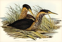 Yellow-necked Bittern (Ardetta flavicollis) illustrated by <a href="https://www.rawpixel.com/search/Elizabeth%20Gould?&amp;page=1">Elizabeth Gould</a> (1804&ndash;1841) for <a href="https://www.rawpixel.com/search/John%20Gould?">John Gould</a>&rsquo;s (1804-1881) Birds of Australia (1972 Edition, 8 volumes). Digitally enhanced from our own facsimile book (1972 Edition, 8 volumes).